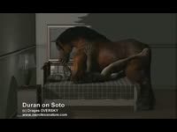 Big dick horse having sex with a sexy lady in bed